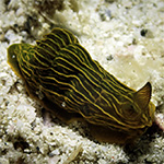 Gymnodoris feyae